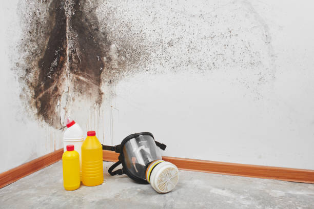 Best Black Mold Removal  in Little Falls, MN