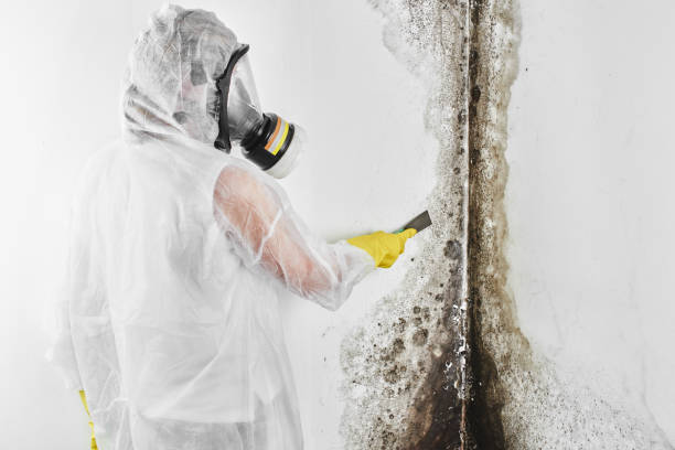 Best Mold Odor Removal Services  in Little Falls, MN